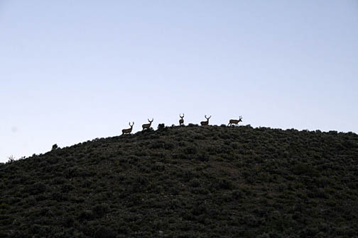 Elk in silouette look down at train